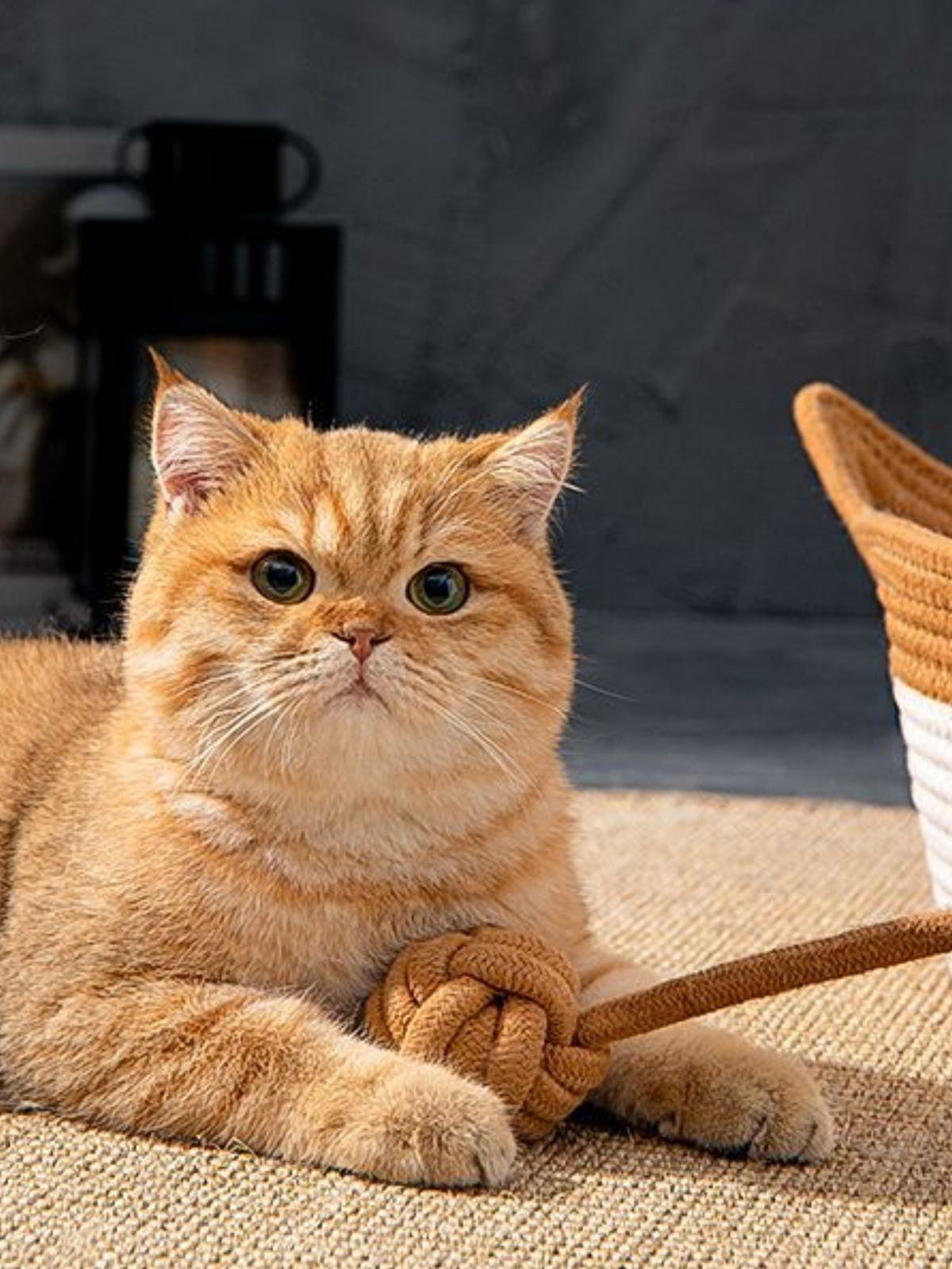 HOF Celine Cat Ear Woven Pet Nest